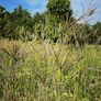 Big Bluestem, Ornamental Grass Seed - Packet thumbnail number null